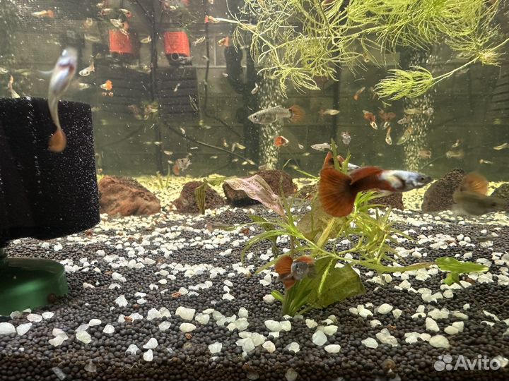 Аквариумные рыбки гуппи дамбо