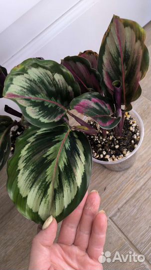 Комнатные растения 3