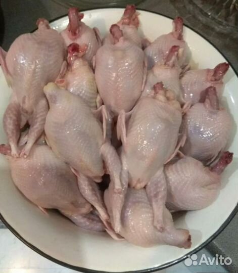 Мясо перепелки