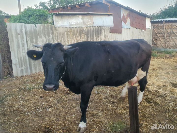 Корова стельная