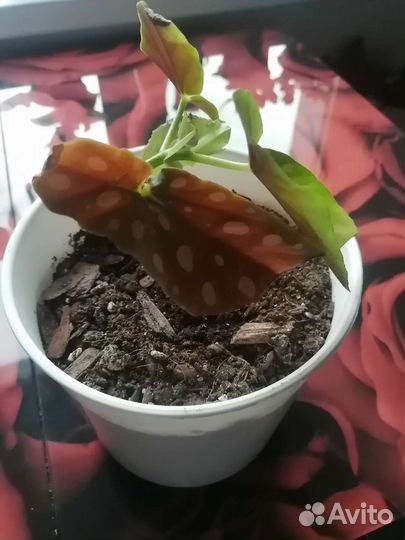 Бегония макулата