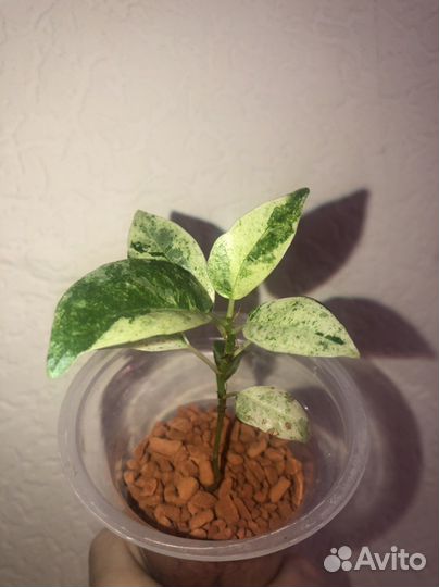 Фикус эластика шривериана