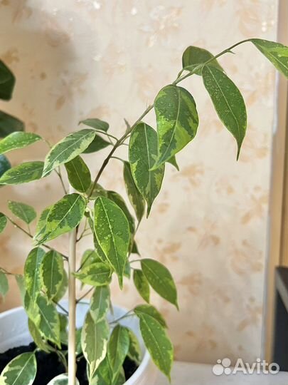 Фикус Бенджамина