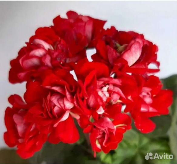 Пеларгония