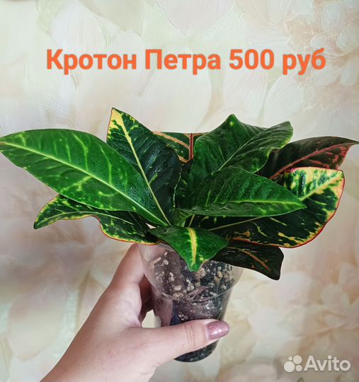 Кротон Петра