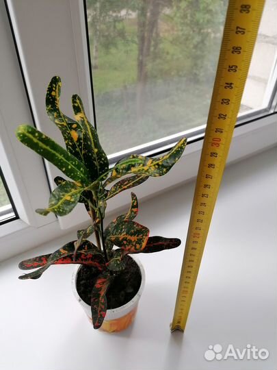 Продам цветы комнатные