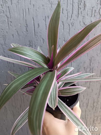 Рэо традесканция