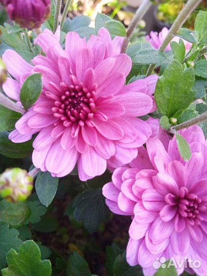 Хризантемы мультифлора