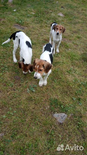 Щенки охотничьей русской пегой гончей