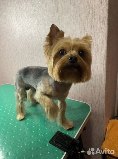 Груминг, стрижка собак