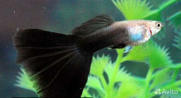 Рыбки гуппи(Чёрный принц),растения, мхи - прополка