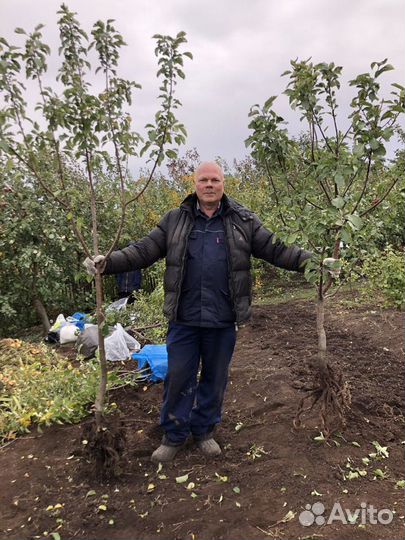 Cаженцы Уфа. Питомник Гилёвых