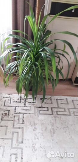 Пальма панданус