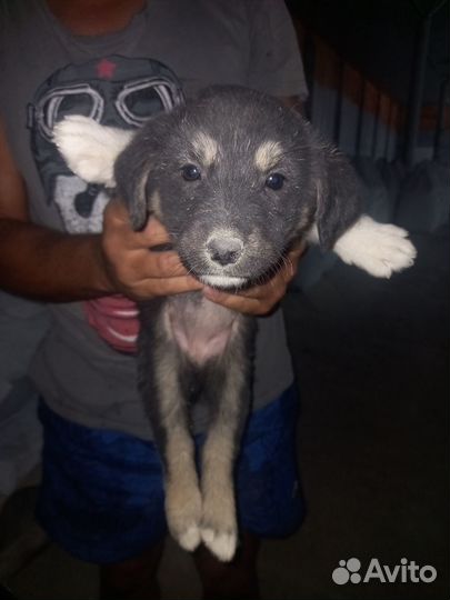 Отдам в добрые руки щенков