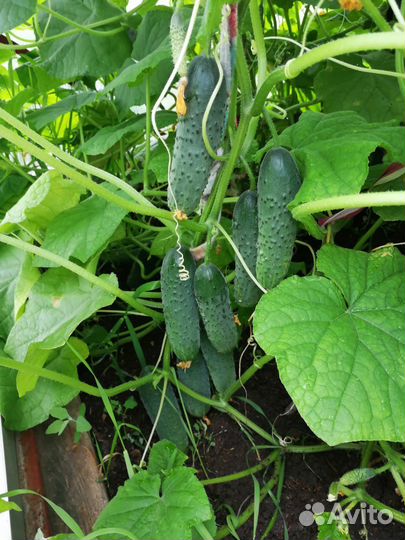 Домашние огурчики