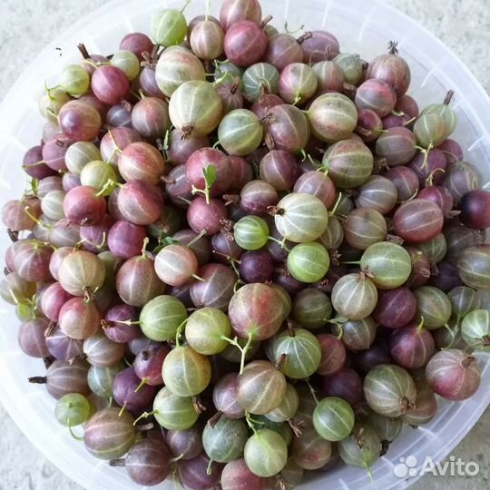 Саженцы крыжовника