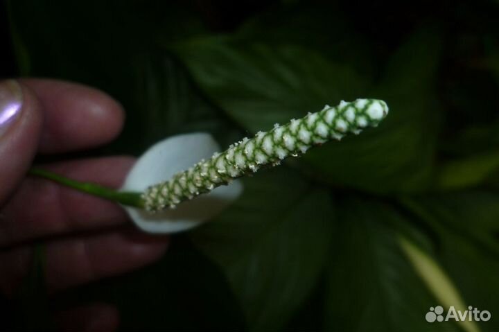 Спатифиллумы редкие