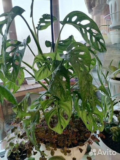Монстера манки