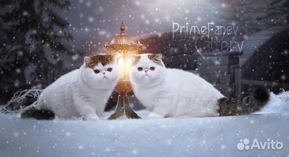 Котик экзот ванечка