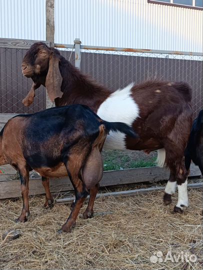 Козел камори, козлята нубо-камори