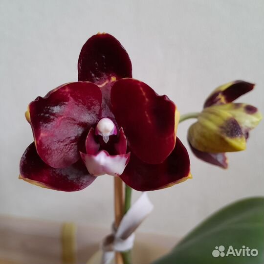 Орхидея фаленопсис
