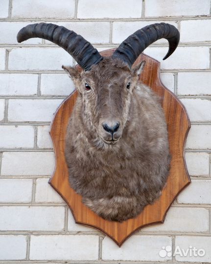 Чучела.делаю.продаю