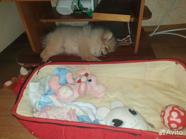 Шпиц