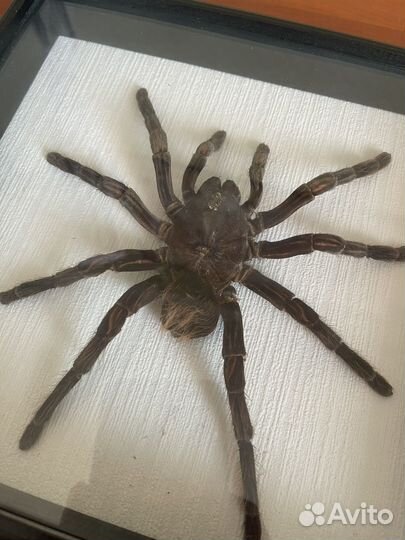 Паук птицеед в рамке