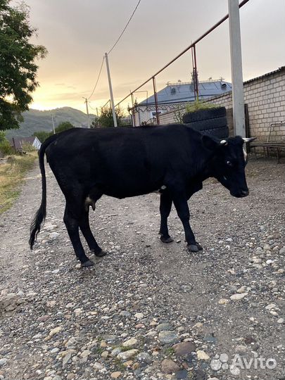 Корова дойная