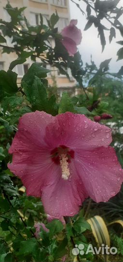 Гибискус сирийский древовидный черенки