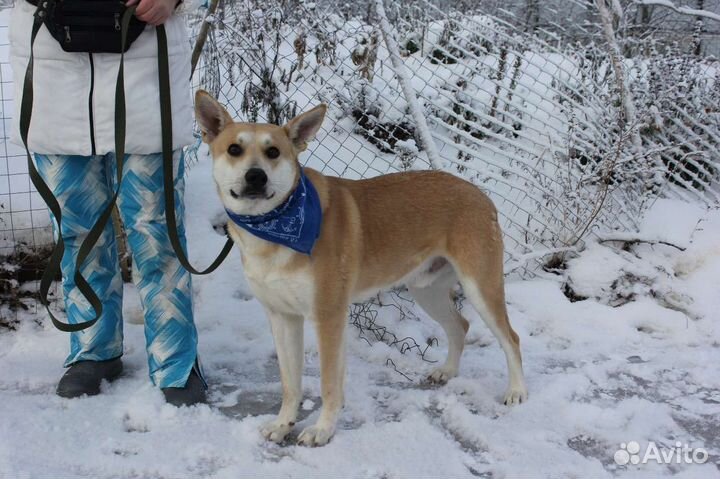Собака в добрые руки отдам бесплатно