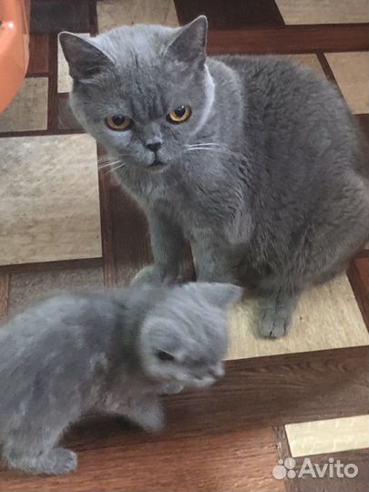 Британские котята