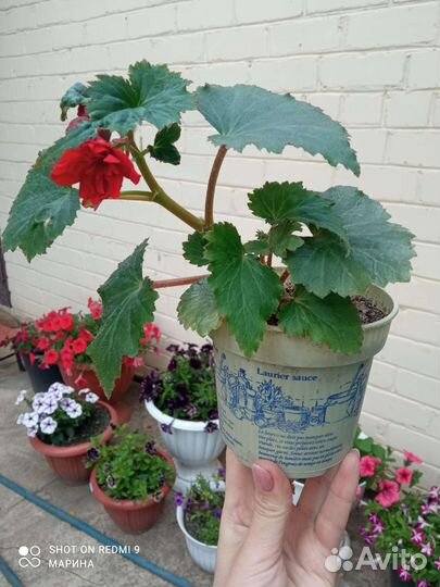 Бегония ампельная иллюминейшн Скарлет