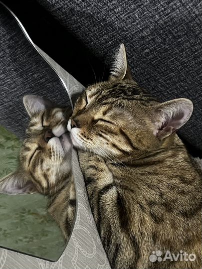 Бенгальская кошка