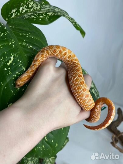 Змеи/полозы/ужи разные