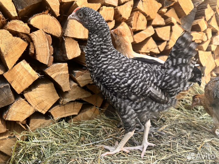 Куры несушки