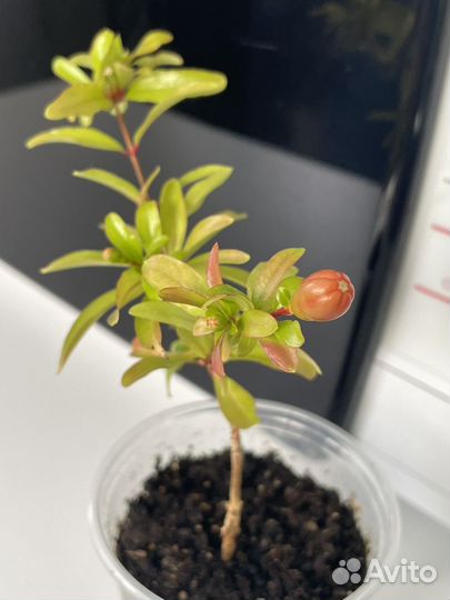 Комнатный гранат