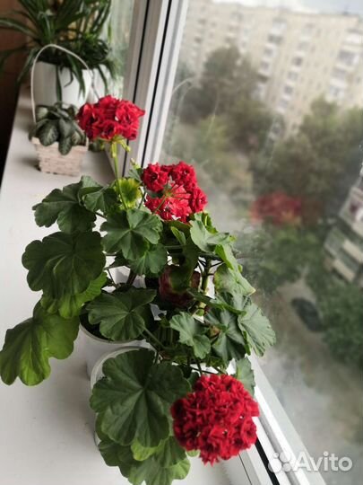 Герань пеларгония розебудная