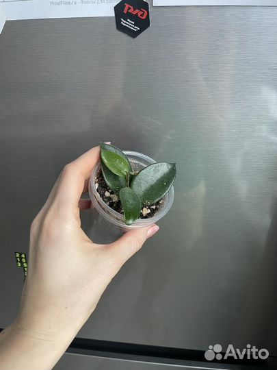 Хоя цветок хойи хойа