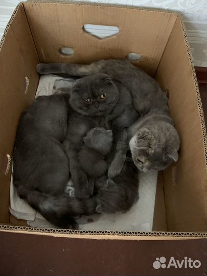 Котята британские вислоухие