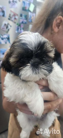 Щенки ши-тцу