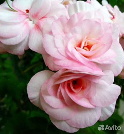 Пеларгония сортовая