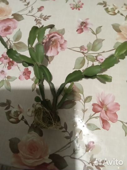 Комнатные растения цветы