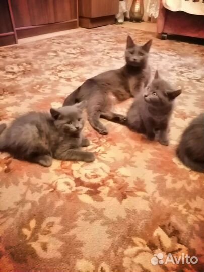 Кошки в добрые руки
