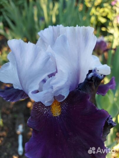 Ирисы бородатые сортовые