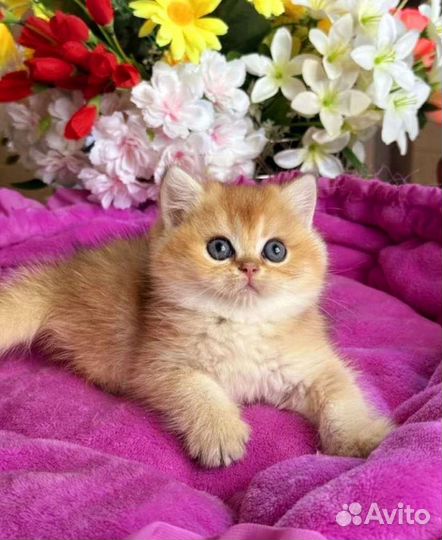 Плюшечка мальчик,золотая шиншилла
