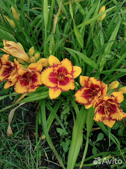 Лилейники сортовые