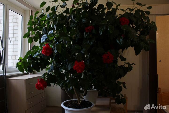 Китайская роза