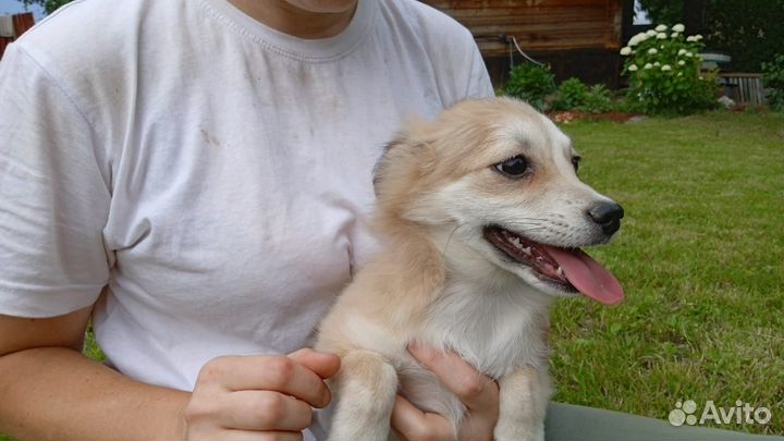 Щенки в добрые руки