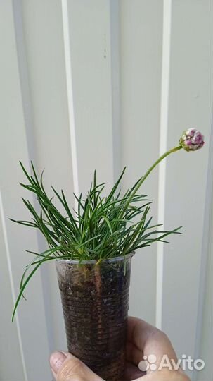 Садовые многолетние цветы